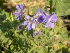 Geranium pratense
