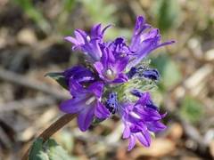 Campanula glomerata