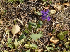 Campanula glomerata