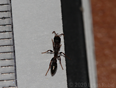 Pseudomyrmex phyllophilus