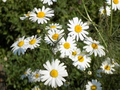 Tripleurospermum inodorum