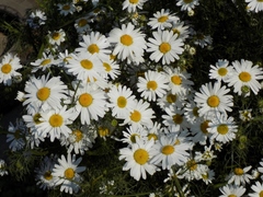 Tripleurospermum inodorum