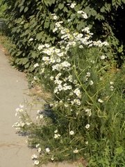 Tripleurospermum inodorum