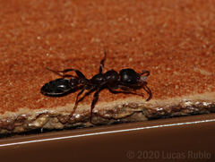 Pseudomyrmex phyllophilus