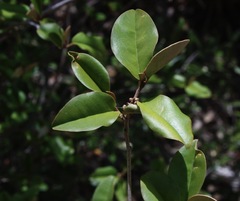Croton brevispicatus