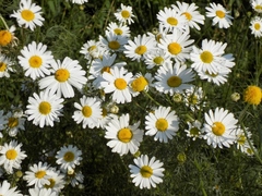Tripleurospermum inodorum