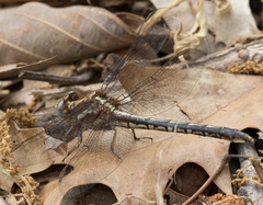 Phanogomphus lividus