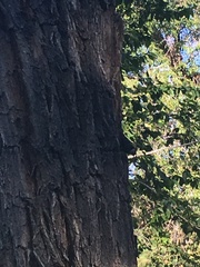 Sitta carolinensis