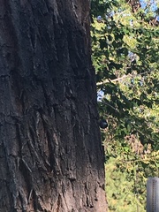 Sitta carolinensis