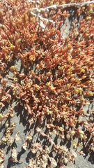 Salicornia rubra