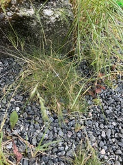 Festuca vivipara