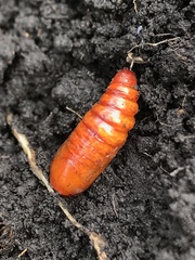 Lepidoptera