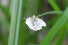 Protodeltote albidula