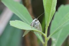 Protodeltote albidula