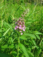 Stachys pilosa