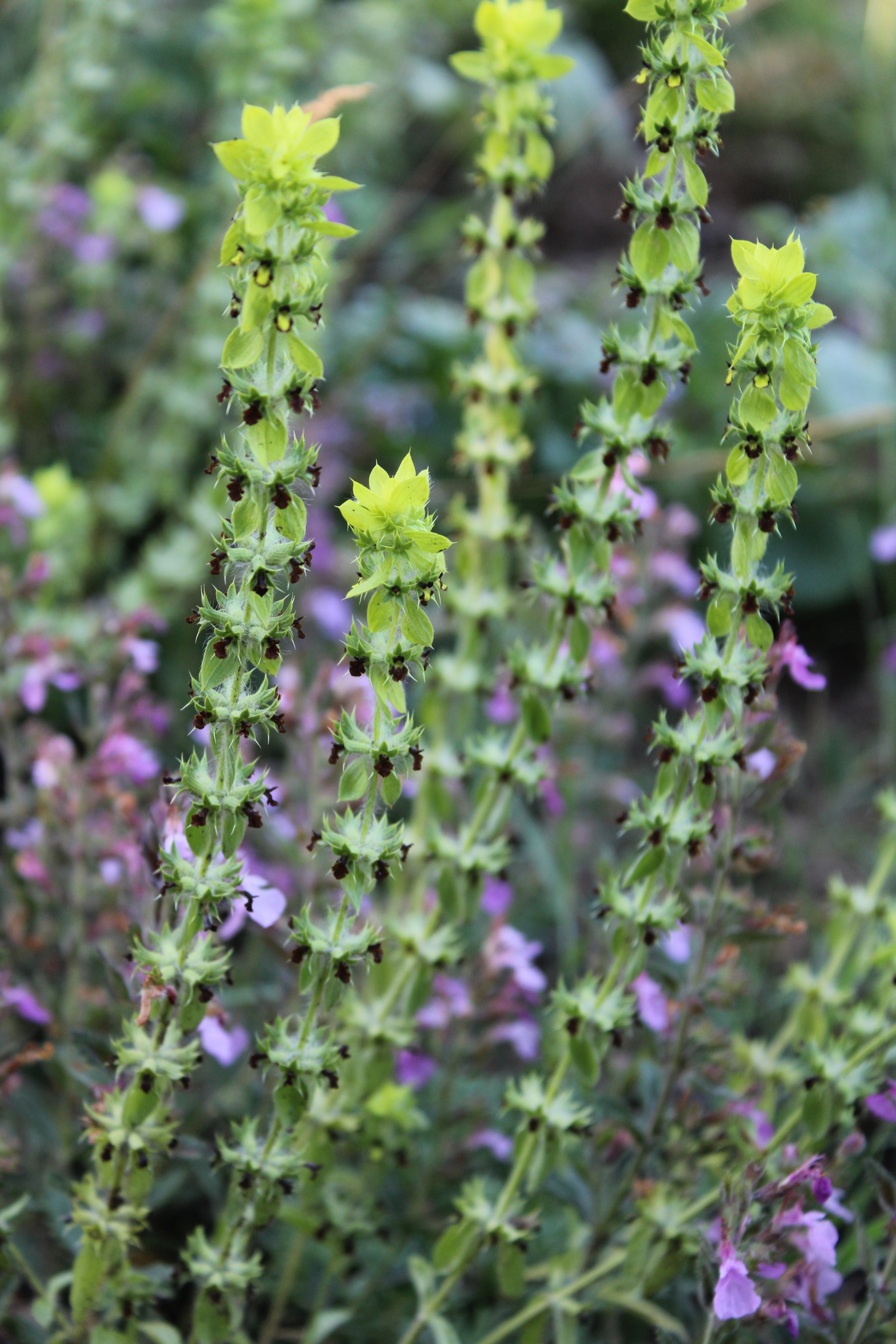 Sideritis montana