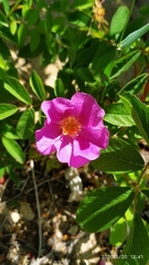 Rosa