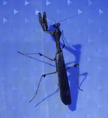 Epaphrodita musarum