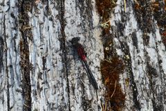 Leucorrhinia glacialis