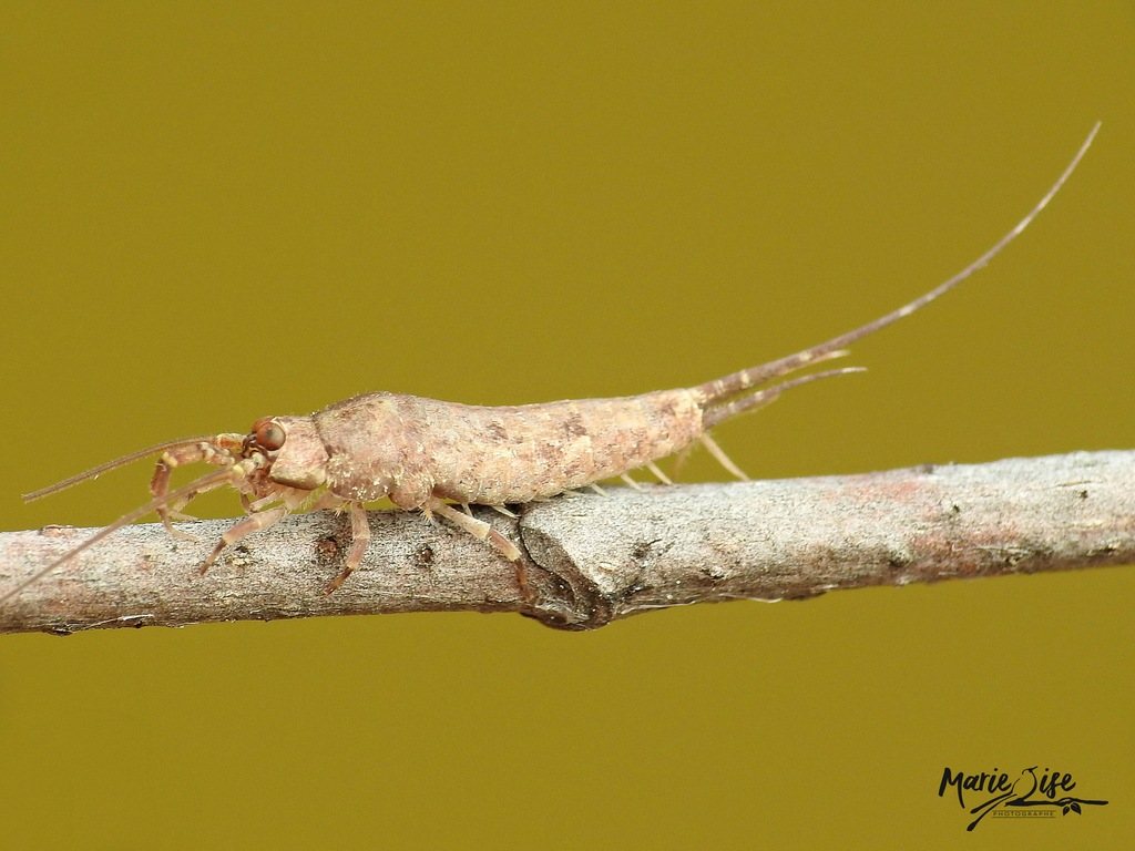 Bristletails