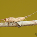 Bristletails - Photo (c) Marie-Lise Beaudin, some rights reserved (CC BY-NC), uploaded by Marie-Lise Beaudin