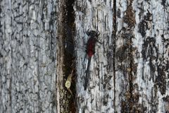 Leucorrhinia glacialis