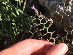 Limonium cancellatum