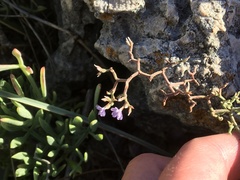 Limonium cancellatum