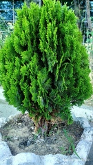 Platycladus orientalis