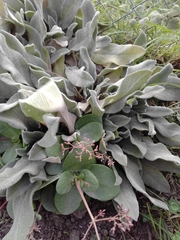 Magnoliopsida