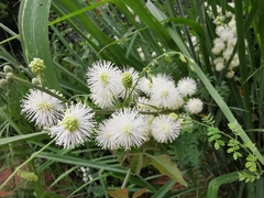 Mimosa malacophylla