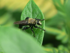 Laphria virginica
