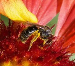 Lasioglossum pectorale
