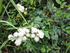 Mimosa malacophylla