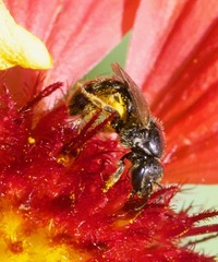 Lasioglossum pectorale