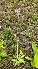 Primula mistassinica