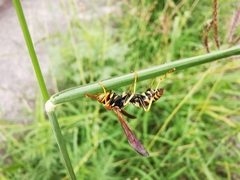 Polistes dorsalis