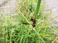 Polistes dorsalis