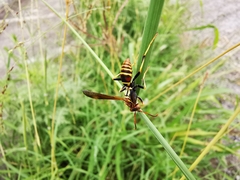 Polistes dorsalis