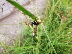 Polistes dorsalis
