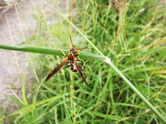 Polistes dorsalis