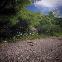 Elaphe quatuorlineata