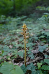 Orobanche salviae