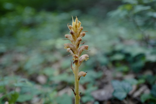 Image of Orobanche salviae by (c) antrum, some rights reserved (CC BY)