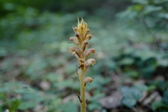 Orobanche salviae