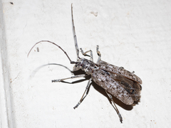 Monochamus notatus