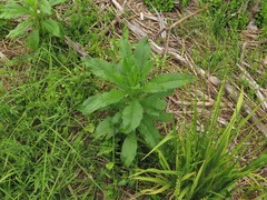 Erechtites hieraciifolius hieraciifolius