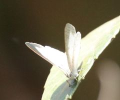 Spalgis lemolea lemolea