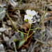 Lyreleaf Rockcress - Photo (c) jozien, some rights reserved (CC BY-NC)