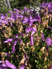 Penstemon cardwellii